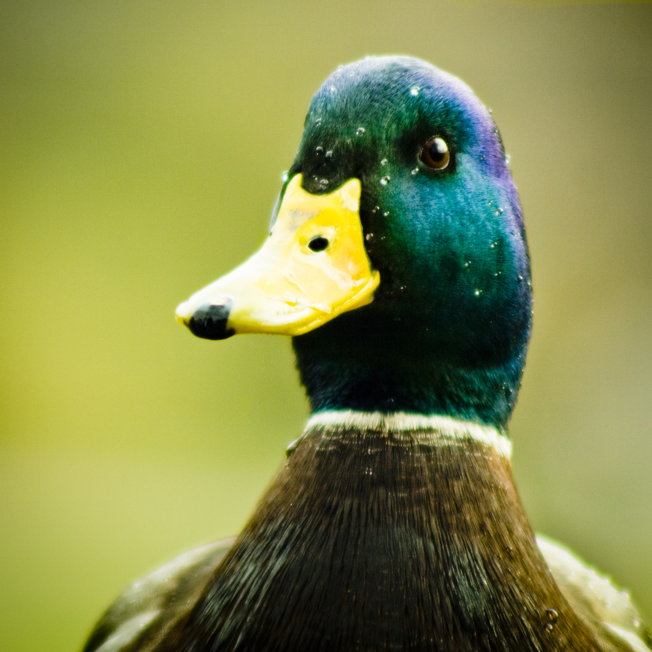 Die Ente thront.jpg